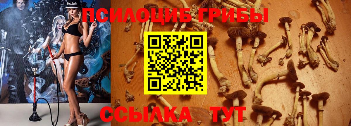 Псилоцибиновые грибы GOLDEN TEACHER  Вход с VPN  Новокубанск 